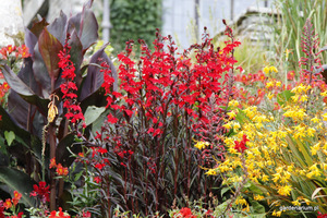 Lobelia cardinalis 'Queen Victoria'  i Crocosmia (Montbretia)