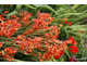 Crocosmia (Montbretia)