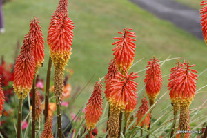 Trytoma (Kniphofia uvaria) kwitnie od czerwca do października