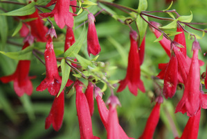 Penstemon