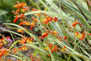 Crocosmia (Montbretia)