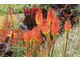 Trytoma groniasta  (Kniphofia uvaria) tworzy wzniesione kępy o długich liściach i groniastych kwiatostanach