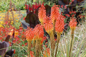 Trytoma groniasta  (Kniphofia uvaria) tworzy wzniesione kępy o długich liściach i groniastych kwiatostanach