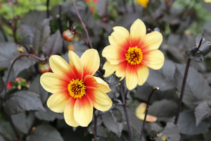 Dahlia 'Dark Side of the Sun'