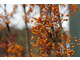 Owoce jarząba - Sorbus aucuparia 'Autumn Spire'
