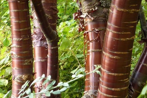 Prunus serrula - taki pień ładnie wygląda zwłaszcza w śniegu