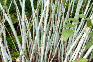 Rubus thibetanus (jeżyna). Jej łodygi są białe i wyglądają wspaniale w zimie