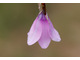 Dierama pulcherrimum - inaczej "anielska wędka" ma pełne wdzięku, wyginające się  łodygi i dzwonkowate, różowe kwiaty 