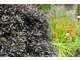 Krzew widoczny w tle na wielu zdjęciach to Pittosporum tenuifolium ‘Purpureum'