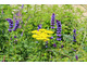 Agastache i Achillea