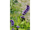 Agastache 'Black Adder'