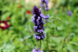 Agastache wyróżnia atrakcyjność dla pszczół i motyli. Na zdjęciu Agastache 'Black Adder'