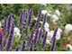 Agastache czyli kłosowiec, to urocza, aromatyczna bylina, produkująca kłosowate kwiatostany rurkowych kwiatków i zdobi nimi ogród od połowy lata aż do jesieni