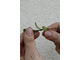 Usuwamy (odrywamy) dolne liście do połowy sadzonki, łatwiej będzie je wsadzić i ucisnąć