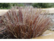 Carex buchananii po cięciu