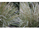 Carex comans 'Frosted Curls' z przyciętymi, podmarzniętymi końcówkami