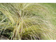Carex testacea 'Phoenix Green' można przyciąć krótko, albo zostawić jeśli nie zmarzł