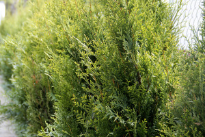 Thuja occidentalis 'Aureospicata' polecana na strzyżone żywopłoty