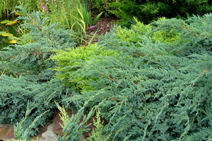 Różne gatunki jałowców (Juniperus)