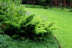 Juniperus pfitzeriana 'Gold Star'