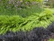 Od góry: Verbena bonariensis, Hakonechloa macra i Ophiopogon planiscapus "Nigrescens"