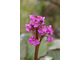 Bergenia sercolistna