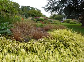 Carex buchananii i Hakonechloa macra "Aureola" - świetny kontrast kolorystyczny