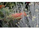 Essence of Australia - Callistemon