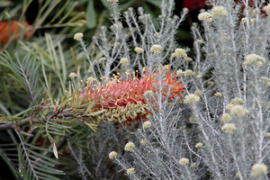 Essence of Australia - Callistemon