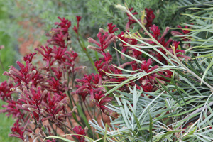 Essence of Australia -  Anigozanthos