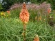 Kniphofia (Trytoma)