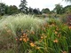 Crocosmia "Flauve-Jaune" i Cortaderia selloana "Silver Comet"