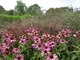 Echinacea purpurea "Magnus" i Panicum milaceum "Purple Haze"