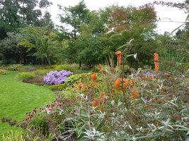 Kniphofia "Erecta" przeplata się z budleją