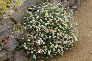  Erigeron karvinskianus