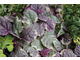 Dąbrówka (Ajuga reptans 'Burgundy Lace') o ciekawym ubarwieniu, może rosnąć w cieniu