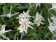 Szarotka alpejska (Leontopodium alpinum)