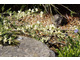 Karłowa odmiana janowca (Genista) o bladych kwiatach