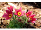 Sasanka (Pulsatilla)