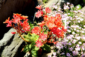 Lewizja liścieniowa  (Lewisia cotyledon)