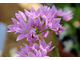 Allium unifolium (Allium grandisceptrum,  Allium murrayanum) ma kwiatostany w kształcie gwiazdy