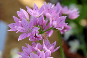 Allium unifolium (Allium grandisceptrum,  Allium murrayanum) ma kwiatostany w kształcie gwiazdy