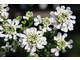 Ubiorek wiecznie zielony (Iberis sempervirens) - kwiaty z bliska