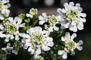 Ubiorek wiecznie zielony (Iberis sempervirens) - kwiaty z bliska