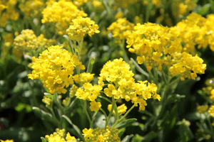 Smagliczka skalna  (Alyssum saxatile) ma jaskrawe, żółte kwiaty widoczne z daleka