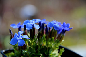 Goryczka (Gentiana)