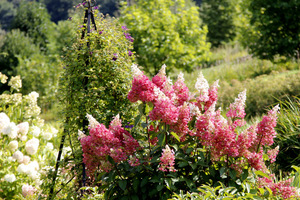 Hydrangea paniculata 'Pinky Winky'