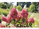 Hydrangea paniculata 'Pinky Winky'