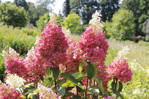 Hydrangea paniculata 'Pinky Winky'