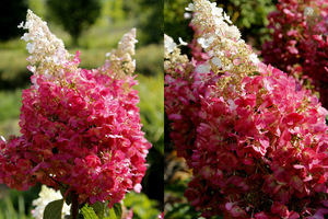 Kwiaty z bliska - Hygrangea paniculata 'Pinky Winky'